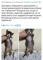 Девушка решила узнать, нормальный ли размер пузища у котёнка, и открыла портал в рай пузатых ...webp