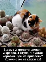 Сижу на кухне ем помидоры.webp