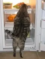 Мой кот недавно отжег!.webp
